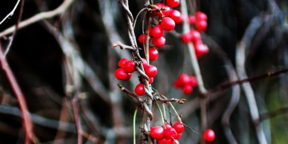 Beneficiile consumului de Schisandra