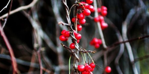 Beneficiile consumului de Schisandra