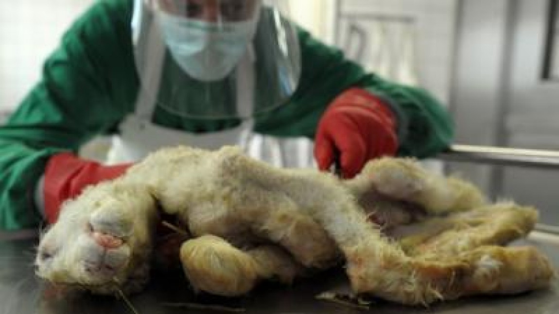Un nou virus face ravagii in fermele din Olanda