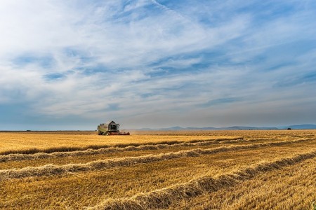 Scumpire rapida pentru grau si porumb din cauza invaziei rusesti in Ucraina