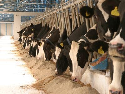 Noile plafoane si cuantumuri alocate schemelor de sprijin cuplat in sectorul zootehnic