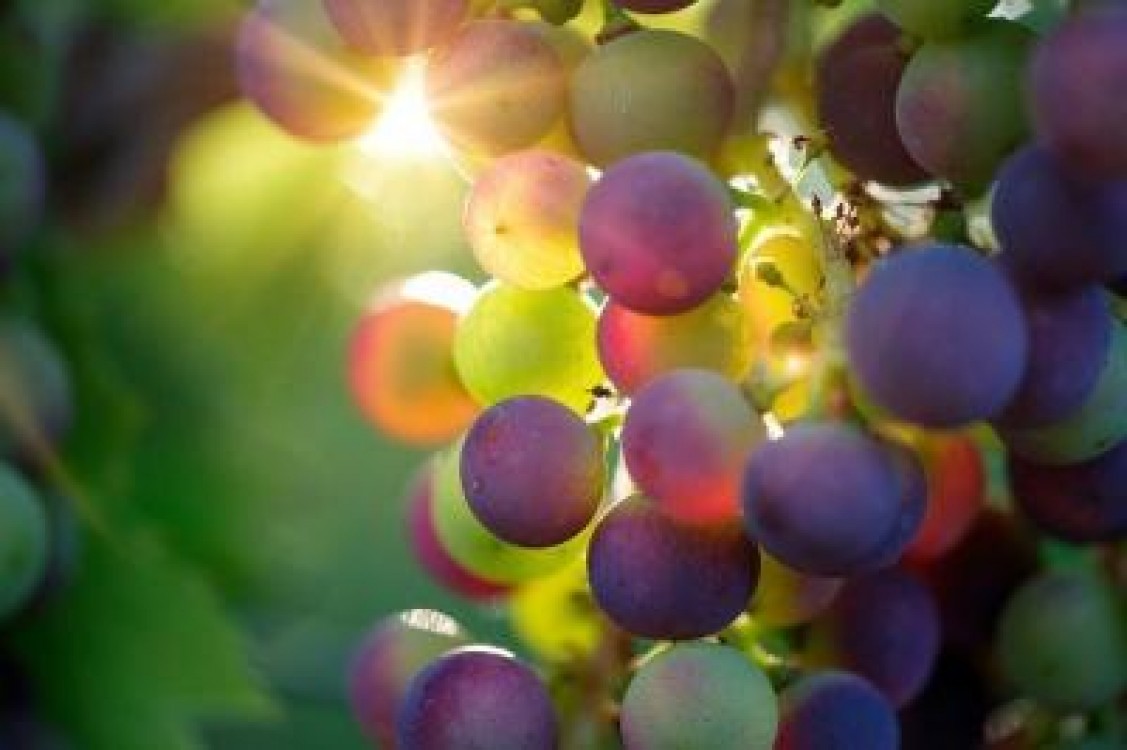 Producatorii agricoli se plang de forta de munca imbatranita