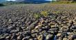 MADR: 1,1 milioane ha, afectate de seceta