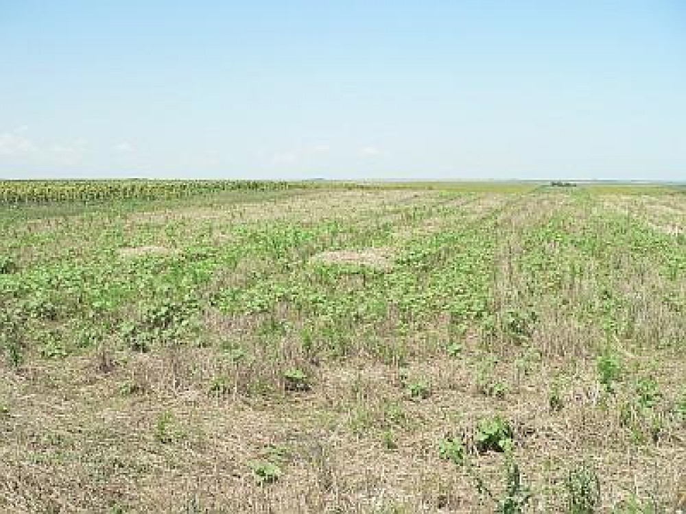 Seceta a facut ragavii si in Rusia