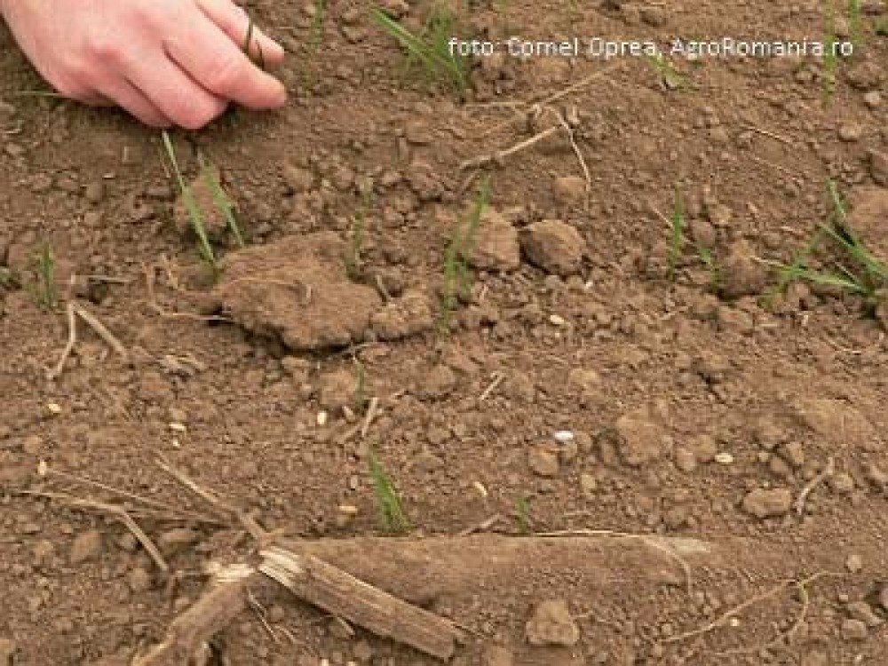 Culturile din judetele Botosani, in stare critica. Situatie grea si la Iasi