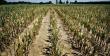 MADR: Fermierii afectati de seceta au timp limitat pentru a depune cererile