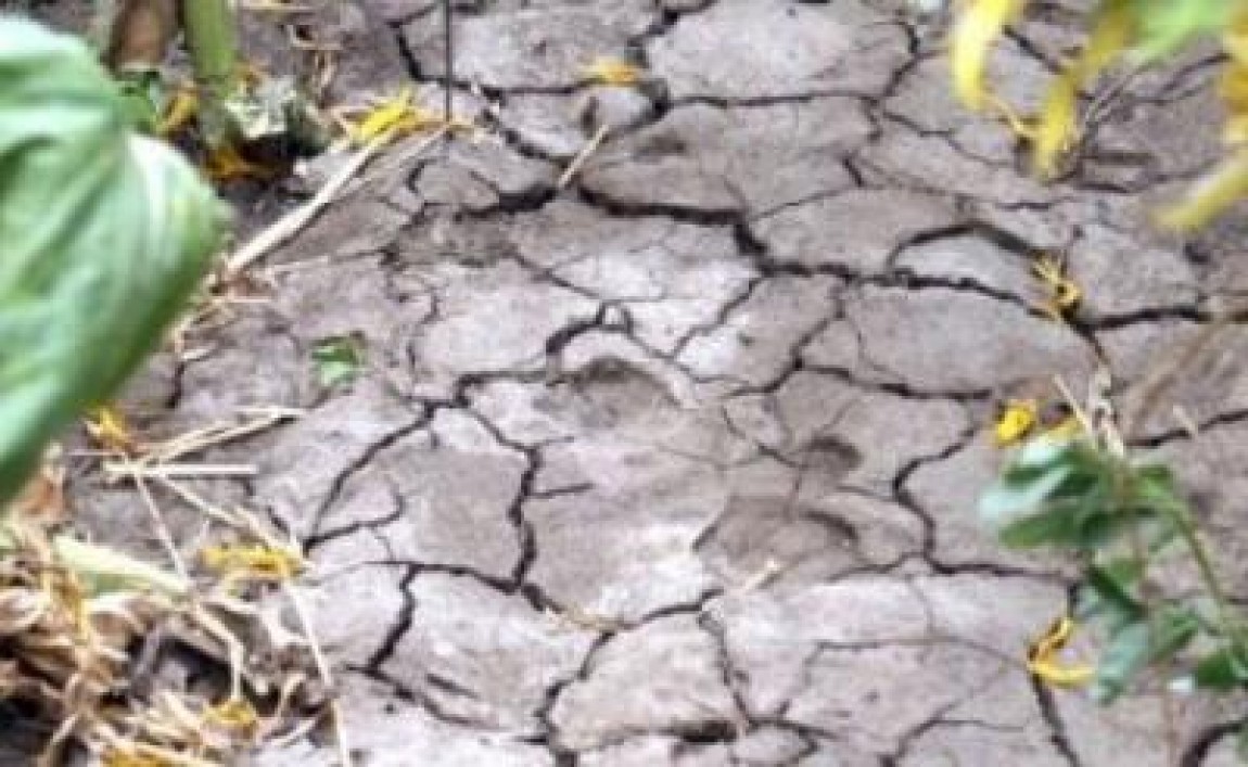 Culturile de porumb si floare sunt in stare critica la Galati, datorita secetei