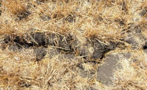 Schema de ajutor pentru fermierii afectati de seceta, modificata de Parlament