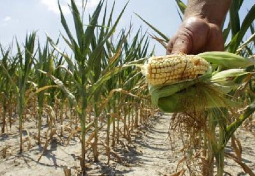 Jumatate din suprafata cultivata cu porumb este calamitata