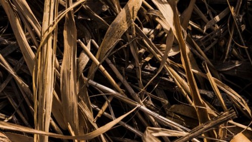 Seceta: Suprafata agricola afectata a urcat la 630.000 de hectare