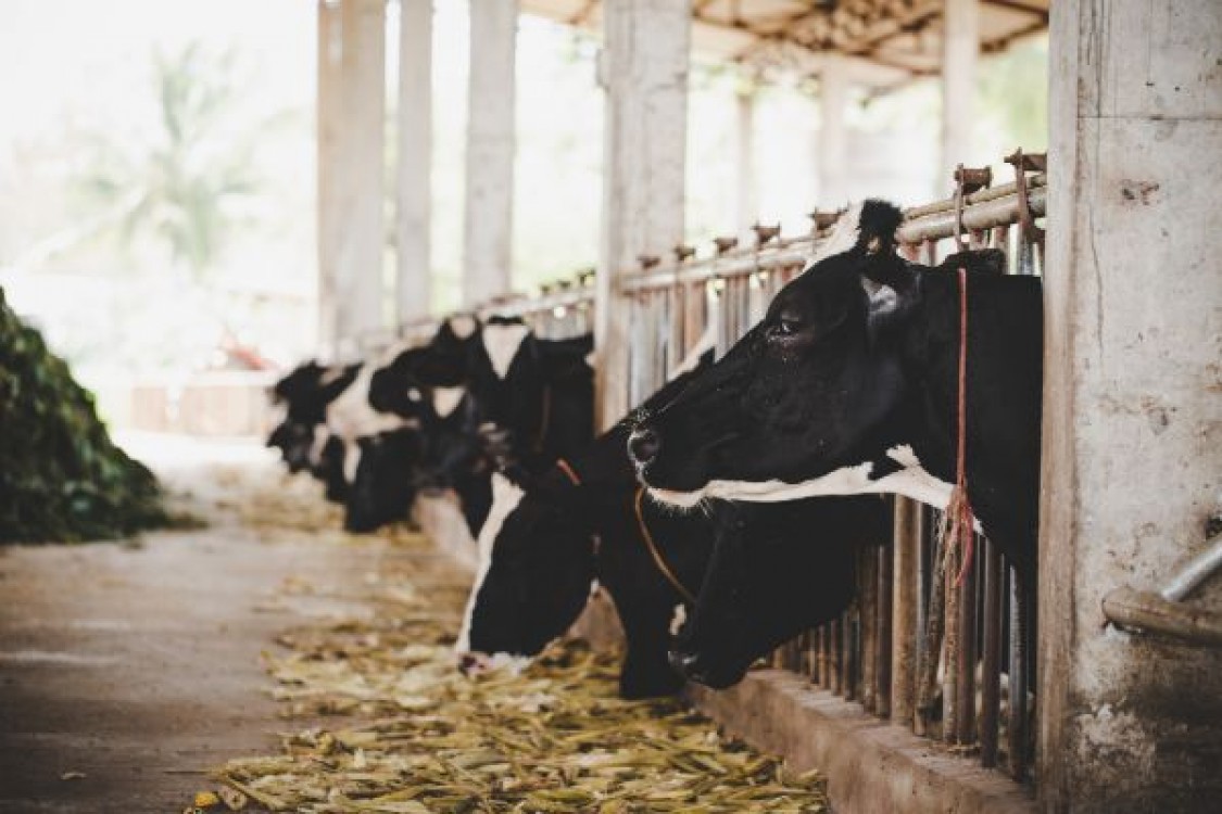 APIA: Precizari importante pentru crescatorii de animale