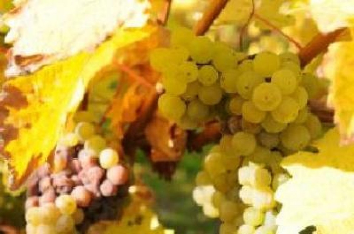 Federatia Viticultorii: ‚Politica de supraimpozitare a viticultorilor trebuie sa inceteze’