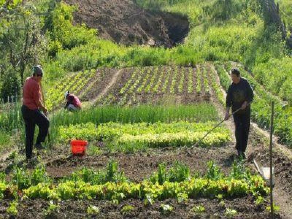 Care sunt noile plafoanele financiare pentru sprijinul cuplat in sectorul vegetal