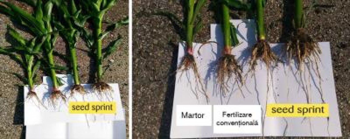 FERTILIZARE RENTABILA LA SEMANAT PORUMB SI FLOAREA SOARELUI