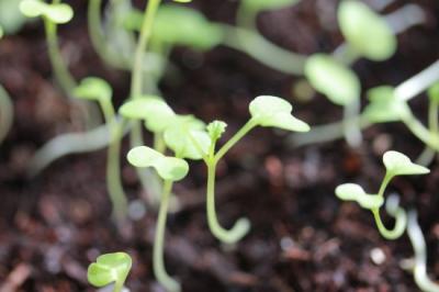 infiintarea-culturilor-de-legume-direct-in-camp