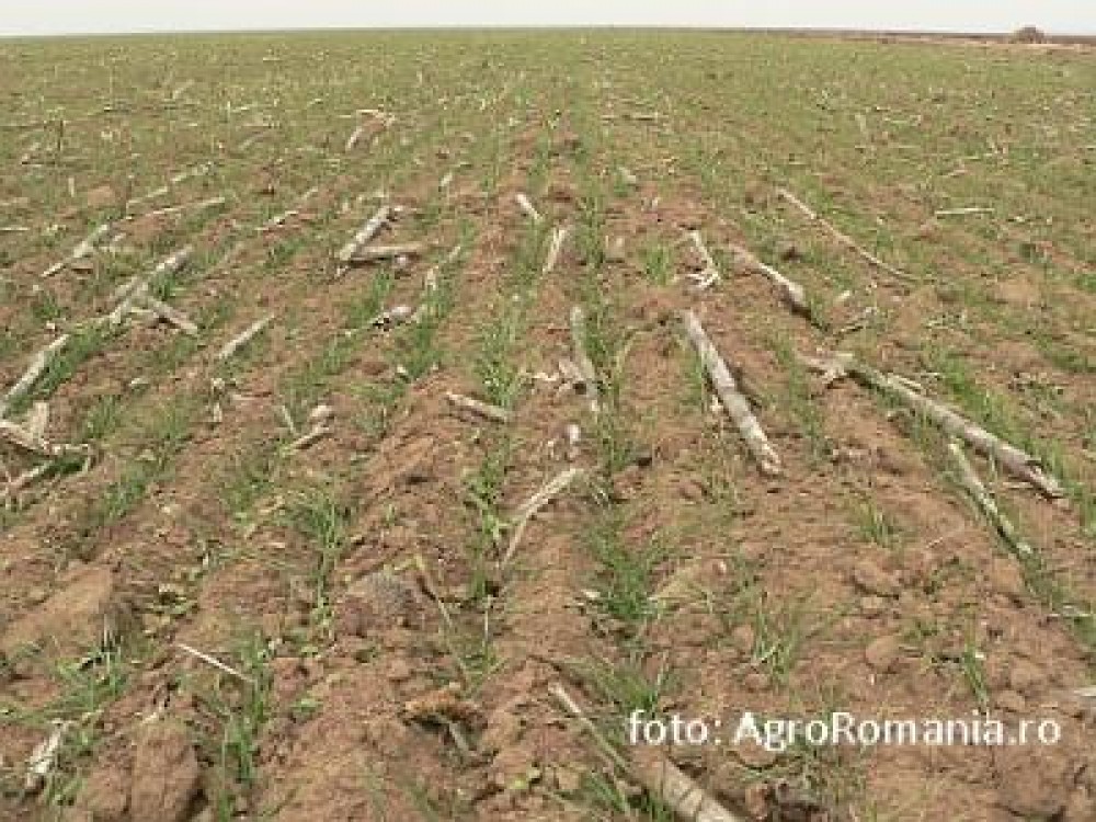 Sectorul vegetal: Sfaturi pentru campania de primavara, in cultura mare