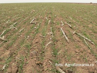 Sectorul vegetal: Sfaturi pentru campania de primavara, in cultura mare