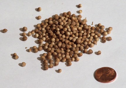 Coriandrul