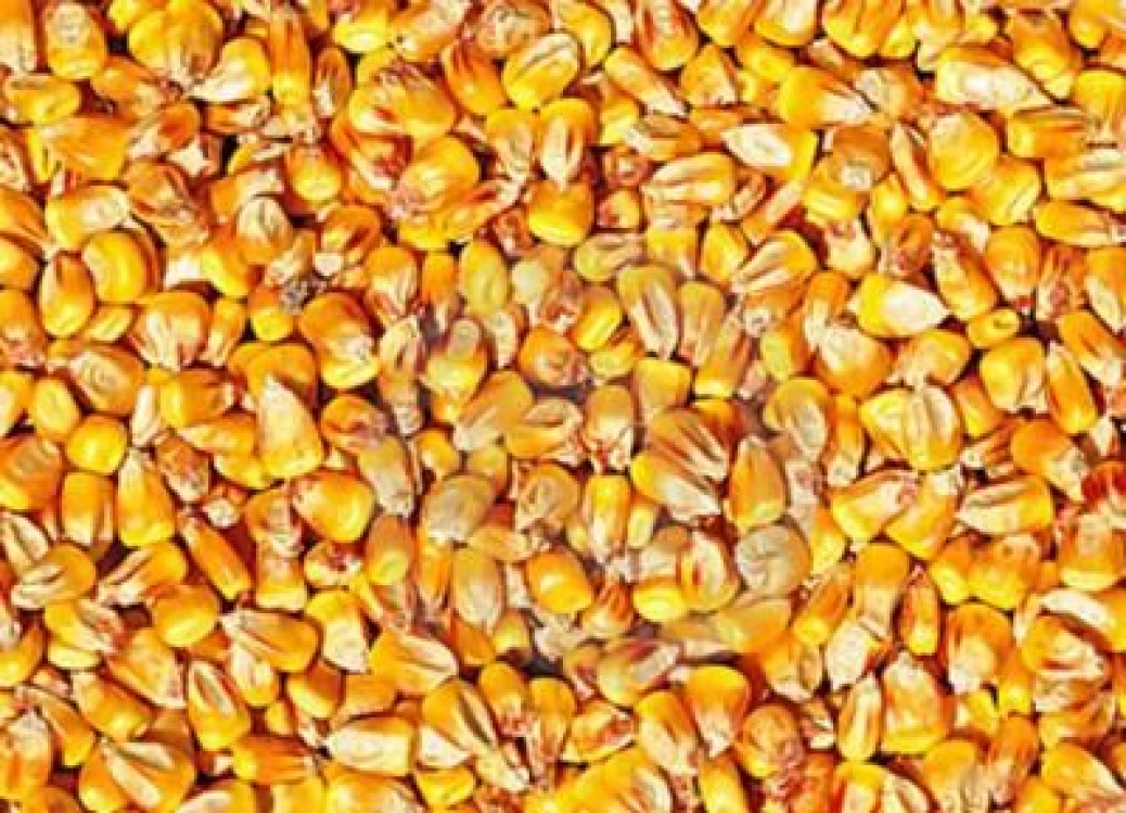 Fermierii romani vor despagubiri din partea UE pentru interzicerea neonicotinoidelor