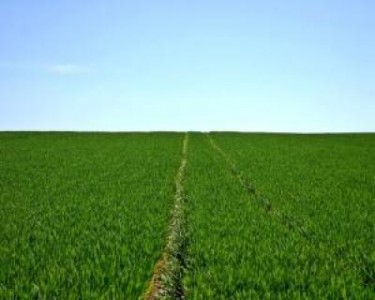 Agricultura in 2017 - 5 idei de afaceri profitabile