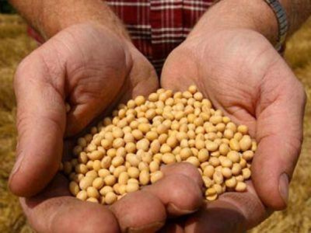 PREGATIREA SEMINTELOR PENTRU RASADURILE DE LEGUME. DEZINFECTIA, UMECTAREA SI CALIREA SEMINTELOR DE LEGUME