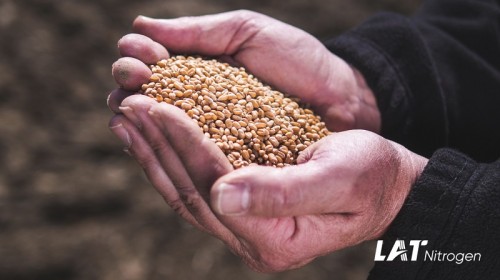 Pune bazele unor productii bune la grau , printr-o fertilizare corecta!