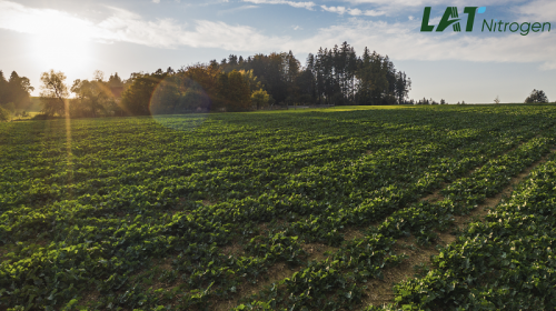 Rapita- Cum fertilizam eficient!