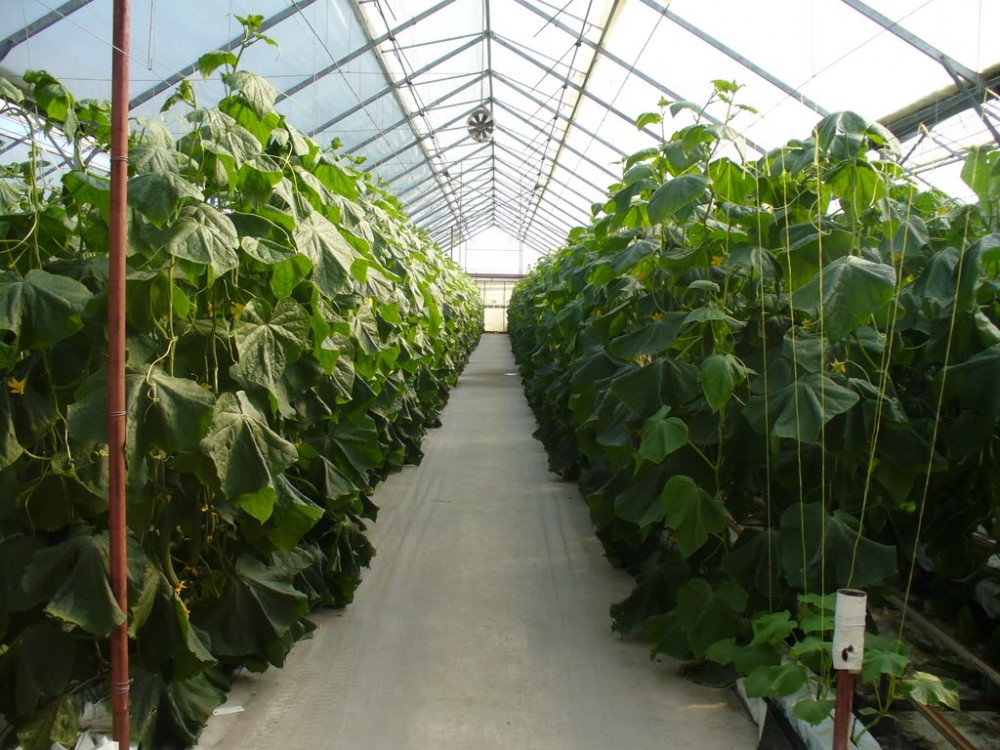 Agricultura de birou: fermieri, cultivati hidroponic!