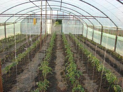 Peste 6.000 de cereri depuse pentru ajutorul acordat fermierilor care cultiva tomate in sere si solarii