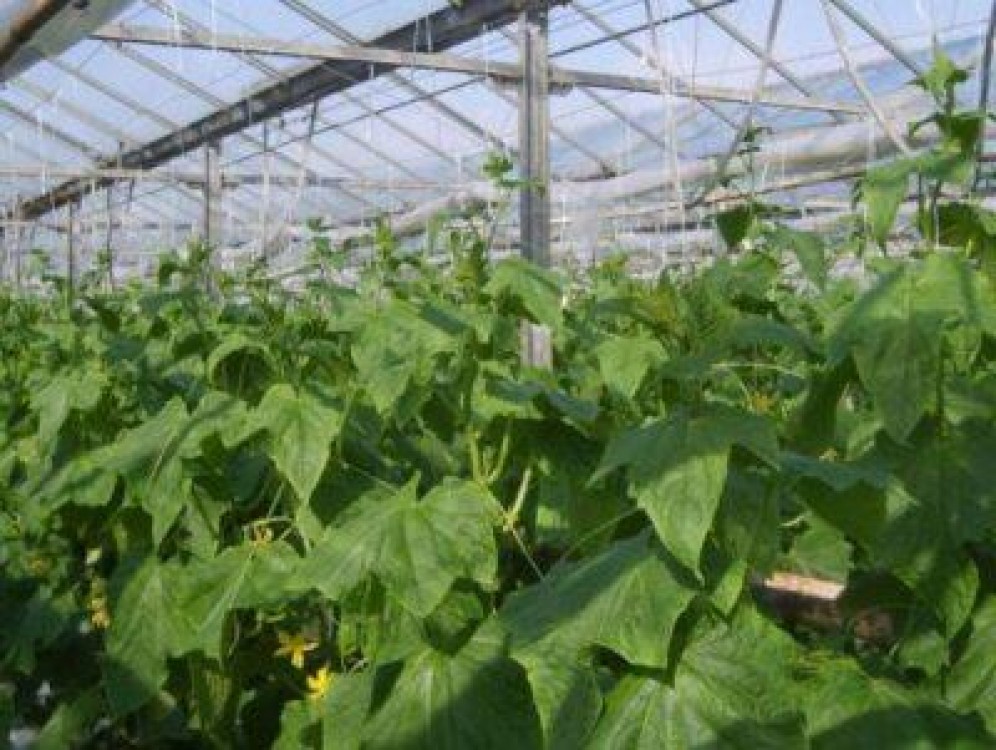 Legumicultorii de langa Bucuresti, afectati de scumpirea agentului termic