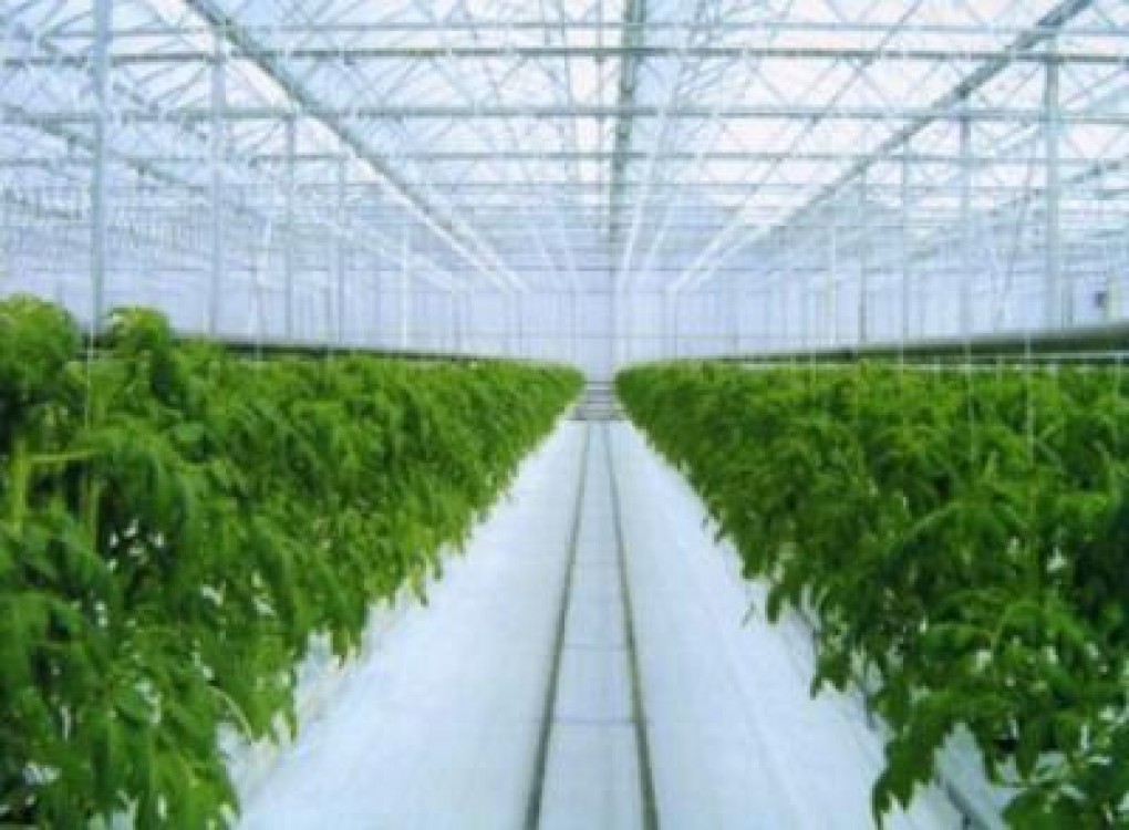 Pagube pe 65 de hectare la serele de legume din Popesti-Leordeni