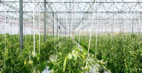 APIA, anunt pentru toti fermierii din sectorul vegetal. Cati bani vor primi din subventii la hectar