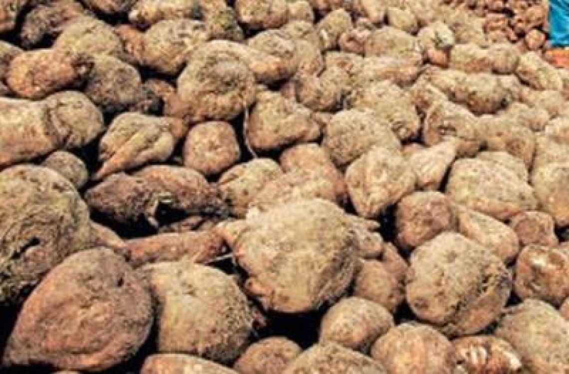 Optimism la Fabrica de Zahar Bod privind productia anului 2013