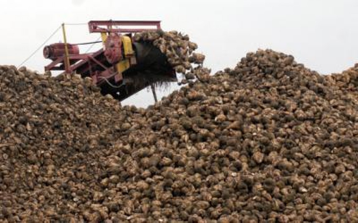Va trebui sa inzecim suprafata cultivata cu sfecla de zahar, pentru a scapa de importuri