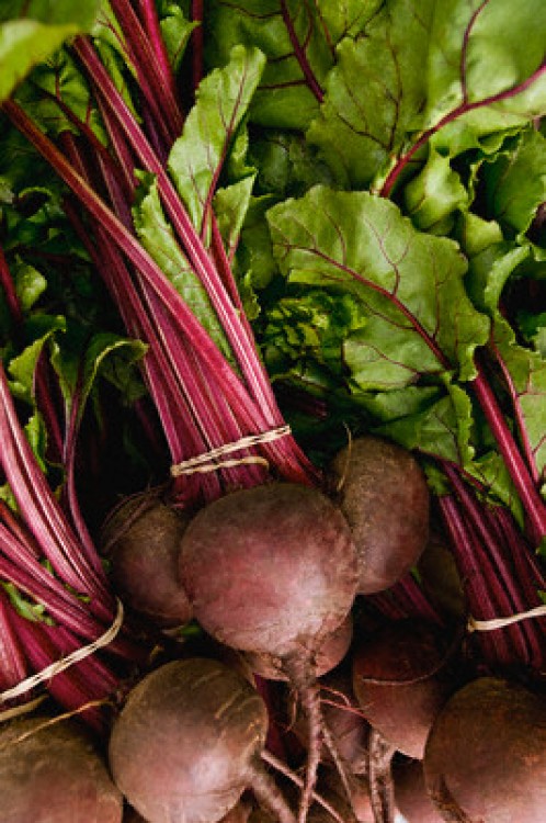 Sfecla rosie - Beta vulgaris