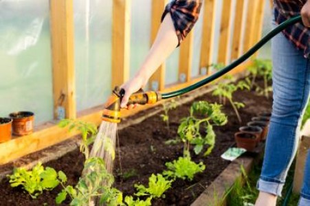 5 sfaturi esentiale pentru o gradina roditoare