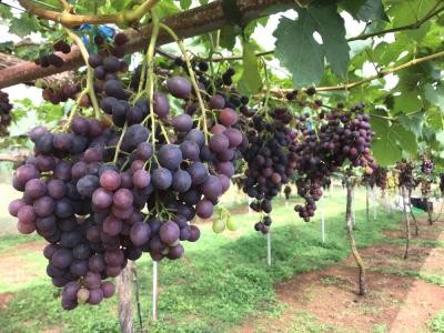 Vita-de-vie din gradina. Cum o ingrijesti pentru o recolta bogata