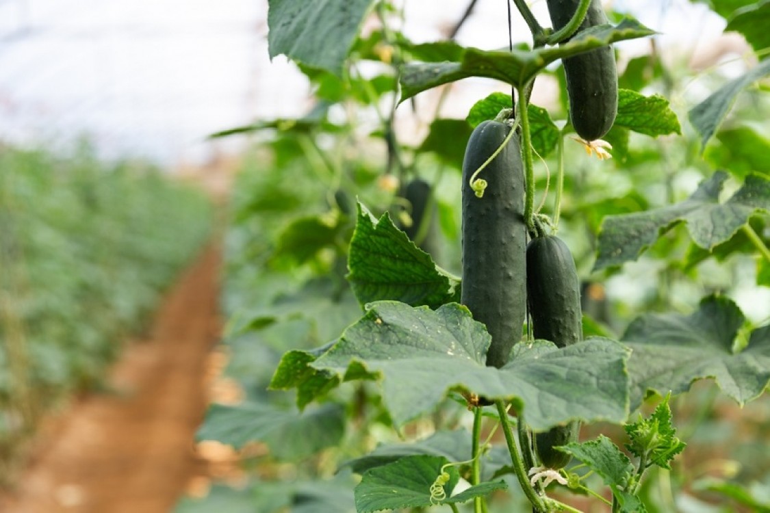 Cultivarea castravetilor in sere si solarii - 5 avantaje pentru fermieri