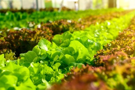 6 beneficii ale fertilizarii foliare pentru legume