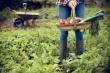 Cum îi recunoști și cum îți protejezi grădina de legume împotriva principalilor dăunători