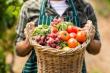 Cum recunosti atacul de mana si cum iti protejezi culturile de legume si cartof impotriva acestei boli