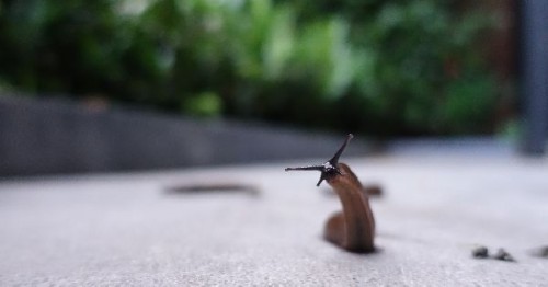 Cum scapam gradina de limacsi: metode naturale de combatere a melcilor fara cochilie