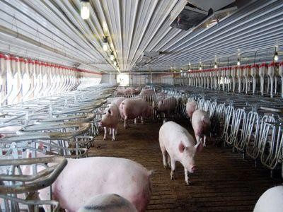 Smithfield Romania asteapta sa-si poata relua exporturile de porci catre China