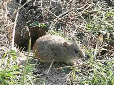 Rozatoarele fac ravagii in culturile din Calarasi