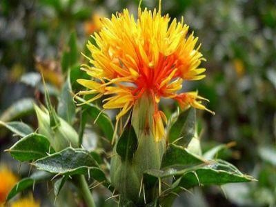 Beneficiile uleiului de sofranel pentru sanatate