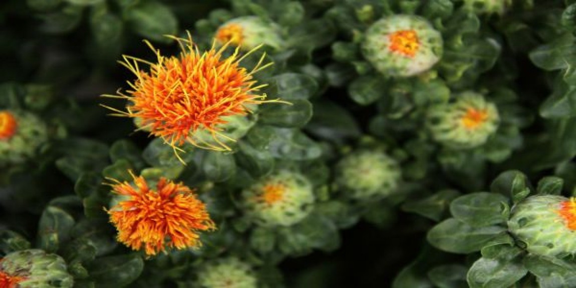 Cultivarea sofranelului: Plantatie, ingrijire si beneficii