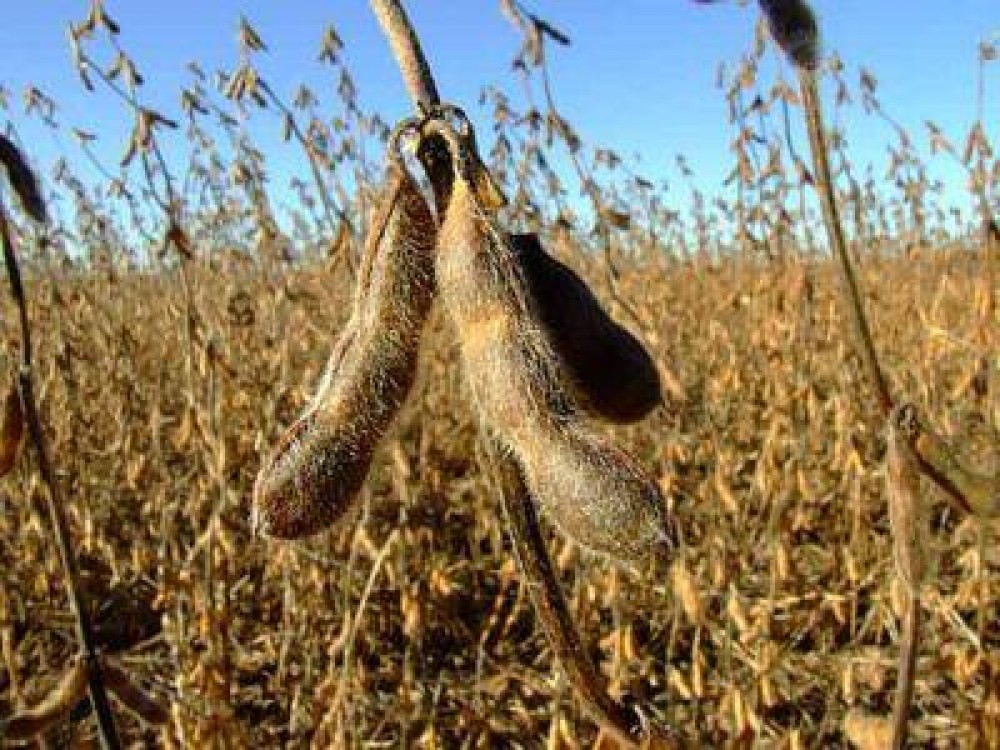 Soia modificata genetic: O importam, dar nu avem voie sa o cultivam