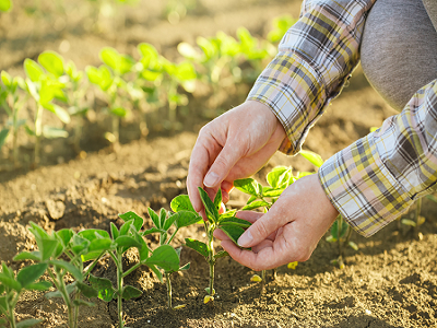 Planta usor de cultivat care va depasi porumbul la profitabilitate