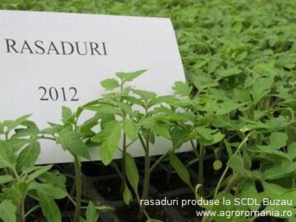 Sectorul legume-fructe, cenusareasa agriculturii romanesti