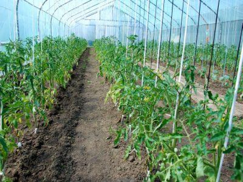 Pregatirea solului din sere pentru infiintarea noilor culturi